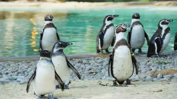 Group of Humboldt penguins at London Zoo 