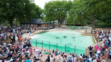 London Zoo visitors watching a live talk and feeding of the penguins at Penguin Beach