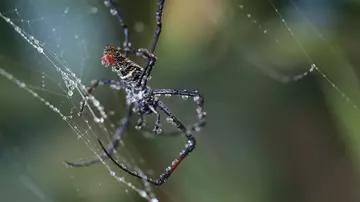 Madagascar Orb Weaver in a web