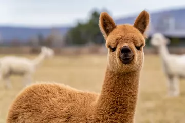 Light brown alpaca