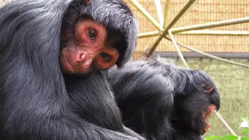 Two red-faced spider monkeys at London Zoo