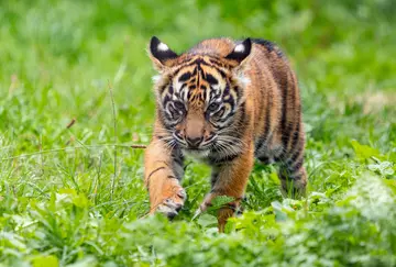 Sumatran tiger cub Crispin in Tiger Territory habitat at London Zoo 