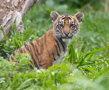 Sumatran tiger cub Zac in his Tiger Territory habitat at London Zoo