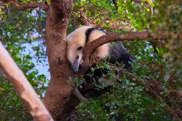 A tamandua sleeping in a tree in London Zoo's Rainforest Life exhibit 