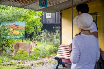 Two visitors watch Asiatic lioness Arya in Land of the Lions