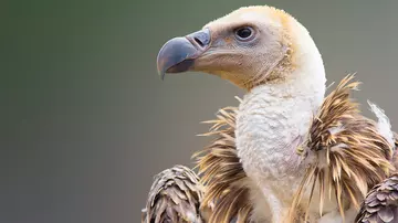 Ruppell's griffon vulture close up