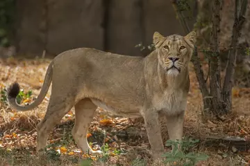 Asiatic lioness Arya poses in her enclosure at London Zoo