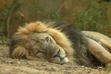 Asiatic lion Bhanu lying down