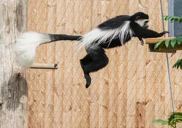 Colobus monkey leaping in Monkey Valley