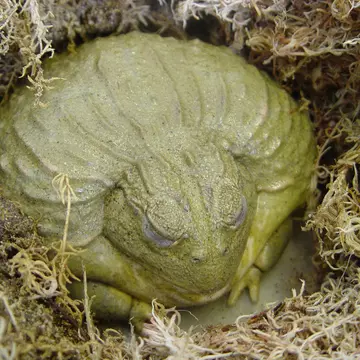 African bullfrog sleeping