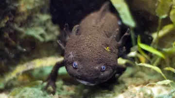 Black axolotl 