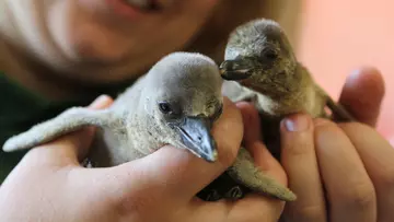 Two Humboldt penguin chicks in a keepers hands