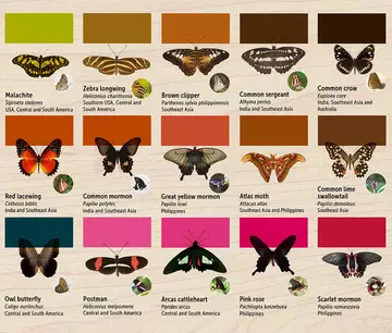 London zoo butterfly identification guide showing differences in colour and shape of 15 butterflies. 