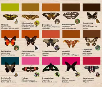 London zoo butterfly identification guide showing differences in colour and shape of 15 butterflies. 