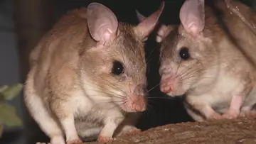 Two Malagasy giant jumping rats