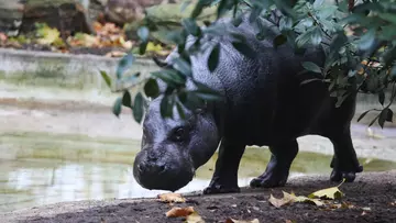 Pygmy hippo at London zoo