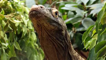 Komodo dragon at London Zoo