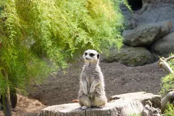 Meerkat standing on a tree stump