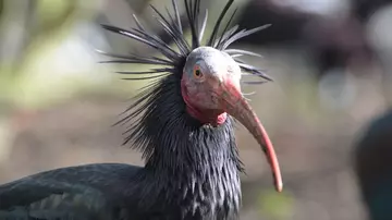 Waldrapp ibis at London zoo