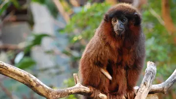Red titi monkey at Rainforest Life London Zoo