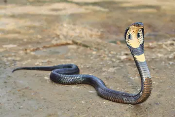 King cobra snake displaying