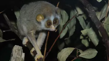 Slender loris holding onto a branch in London zoo's Nightlife