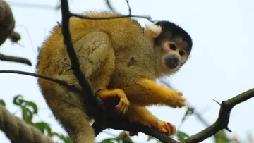 Squirrel monkey London Zoo