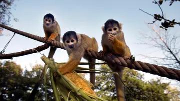 3 squirrel monkeys at London Zoo eating corn on the cob