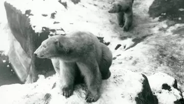 Two polar bears climbing the snow covered rocks in their enclosure at London Zoo in 1933 