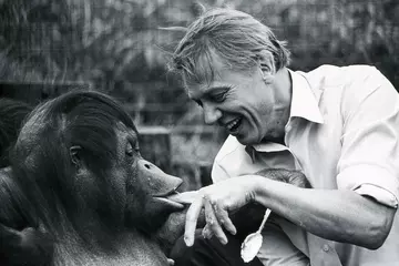 David Attenborough and Bulu the orangutan in April 1982