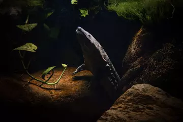 A Chinese giant salamander at London Zoo