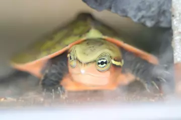 A big-headed turtle hatching in tank at London Zoo