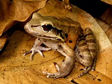 A mountain chicken frog sitting on leaves