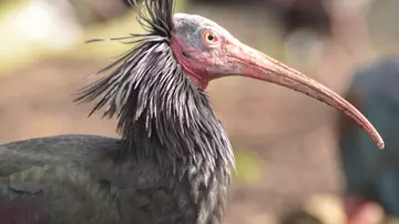 Northern bald head ibis at London Zoo