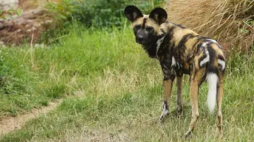 An African wild dog at London Zoo 