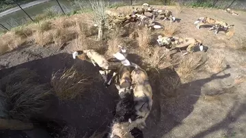 African wild dogs at London Zoo 