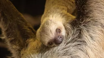 Baby sloth Terry at London Zoo
