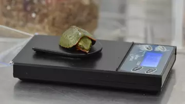 Big headed turtle hatchling on scales 