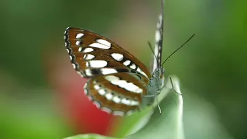 Butterfly close up showing body, legs, wings and antennae 