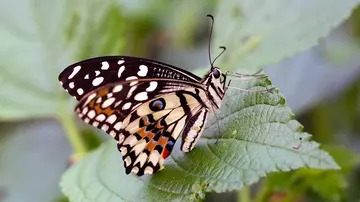 Butterfly on a leaf