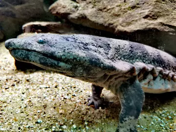 Chinese giant salamander 