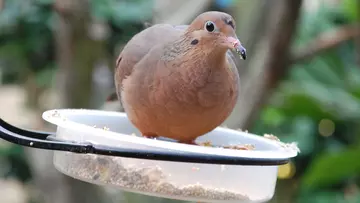 Socorro dove at London Zoo on a bird feeding station