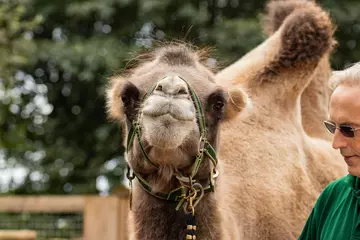 Domestic Bactrian camel Noemie at London Zoo with her harness on, ready for a walk