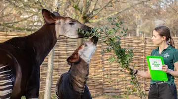 Ede the okapi with mum Oni at the annual stocktake