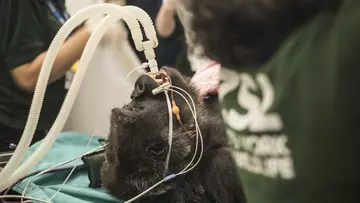 Effie the gorilla having surgery at London Zoo