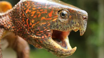 Big-headed turtle with mouth open