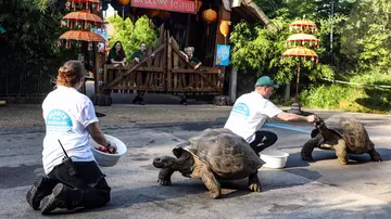 Galapagos tortoises walk past Tiger Territory on their way to thier new home at London Zoo 