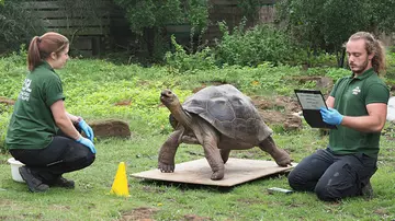 Galapagos tortoise Polly is weighed by keepers Joe Capon and Charli Ellis 116.7kg at ZSL London Zoo