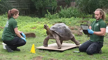 Galapagos tortoise Polly is weighed by keepers Joe Capon and Charli Ellis 116.7kg at ZSL London Zoo