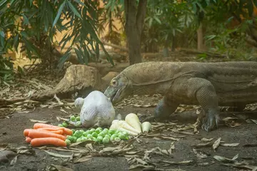 Komodo dragon Ganas bites into his turkey Christmas dinner 
